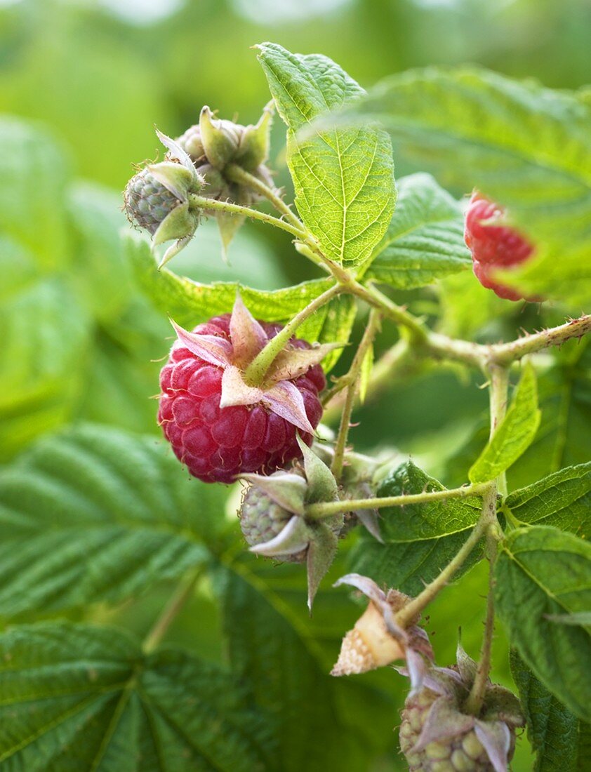 Himbeeren am Strauch