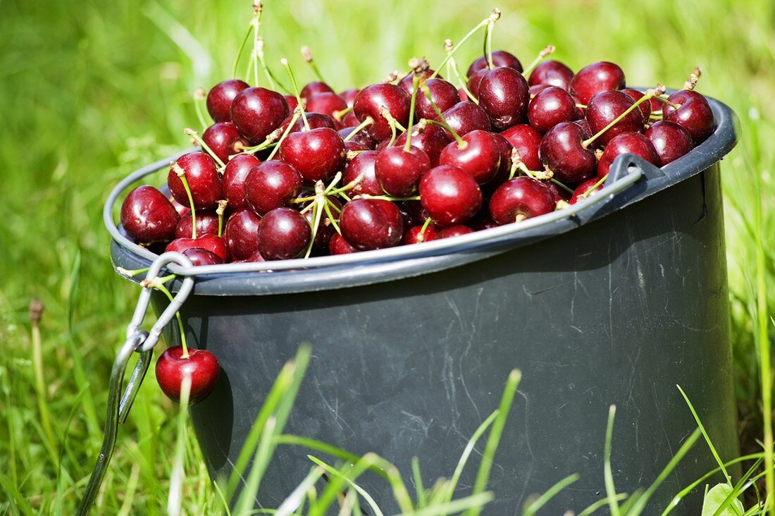 A bucket of sweet cherries