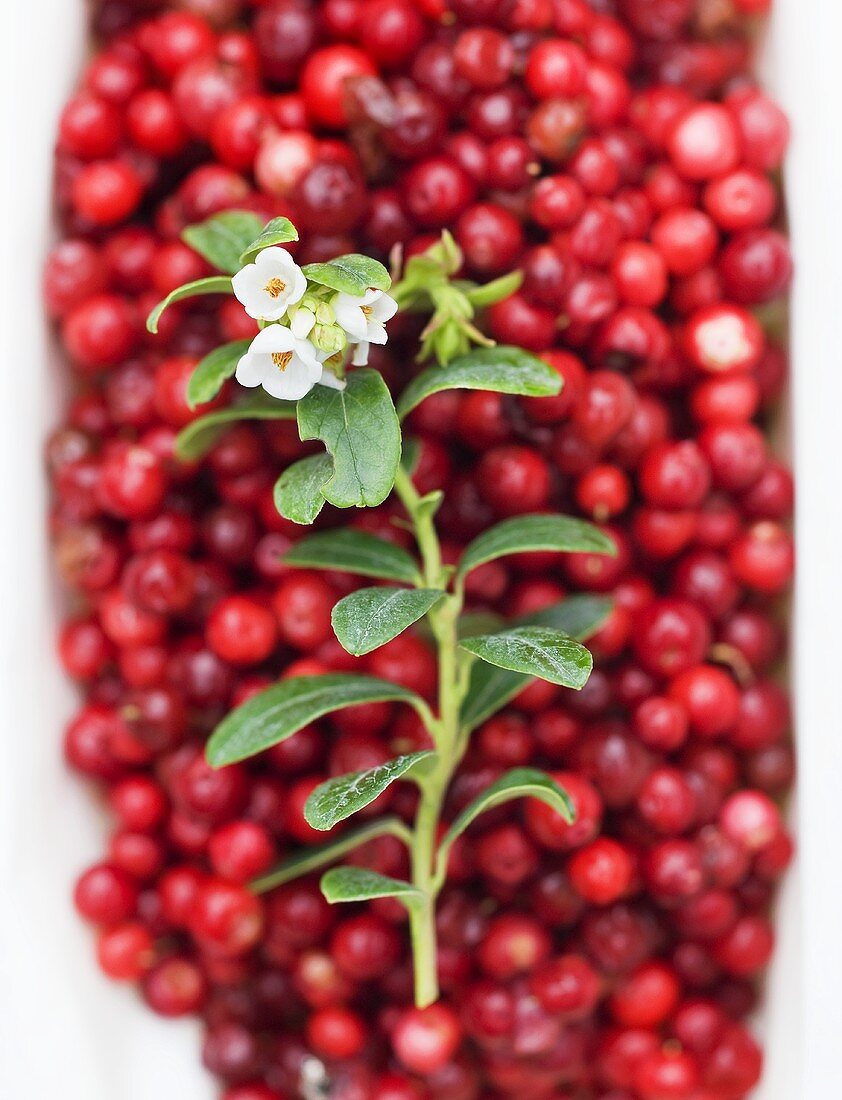 Cranberries