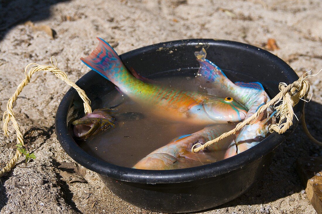 Papageienfische in einer Schüssel mit Wasser