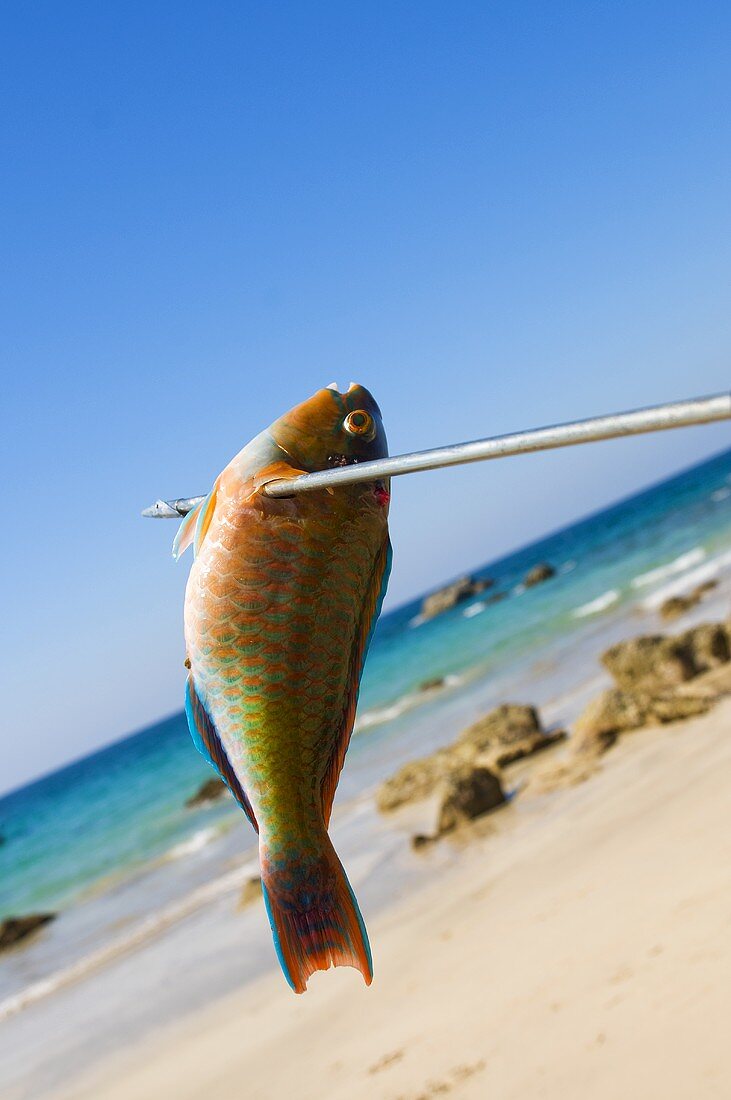 A speared parrot fish on the beach