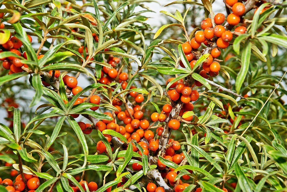 A buckthron bush with berries
