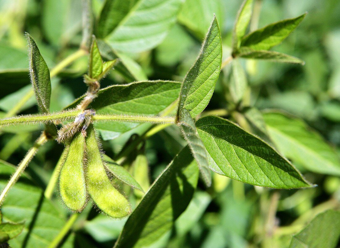 Soy beans on the plant