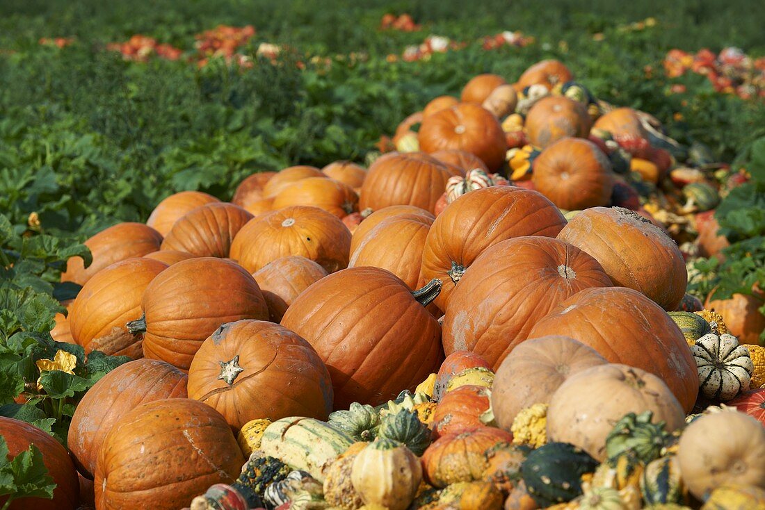Squash and pumpkins in a field