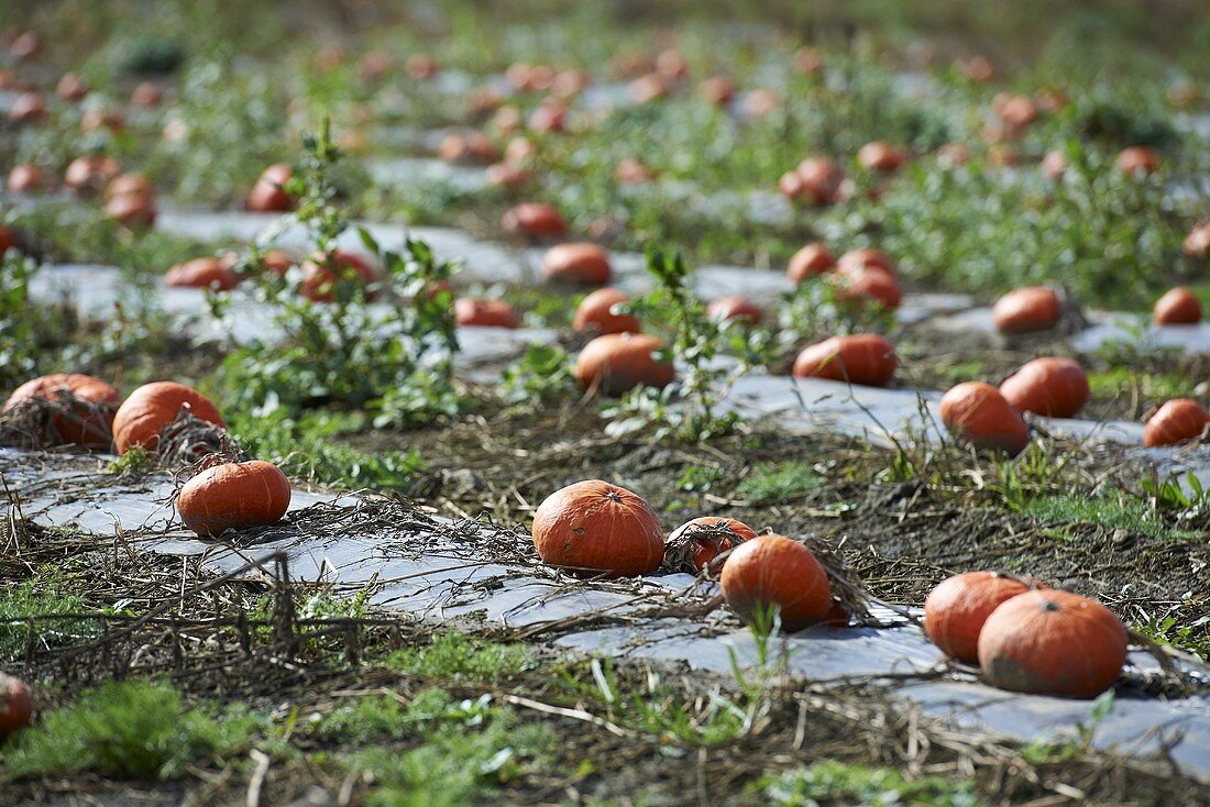 A pumpkin field