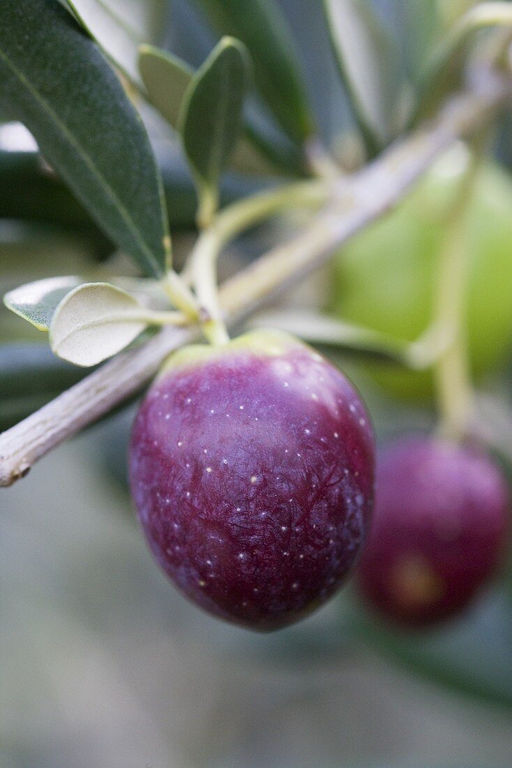Black olives on a twig (close-up)