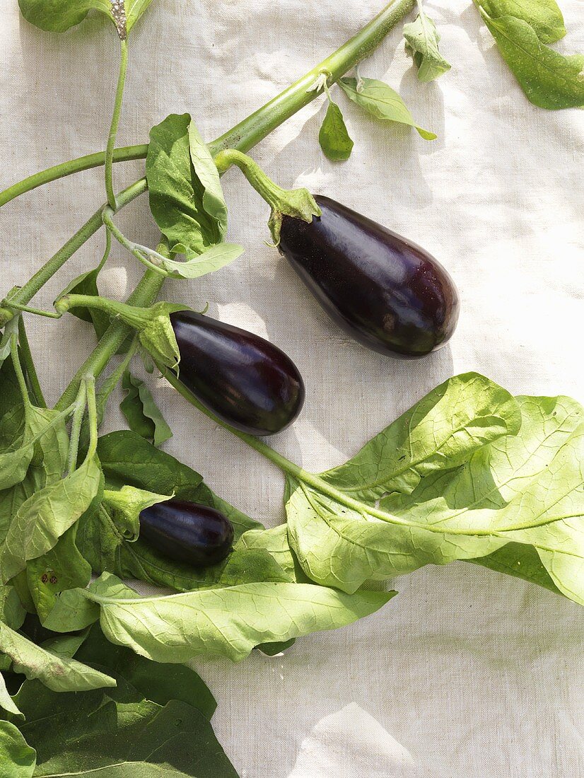 Aubergines on the plant