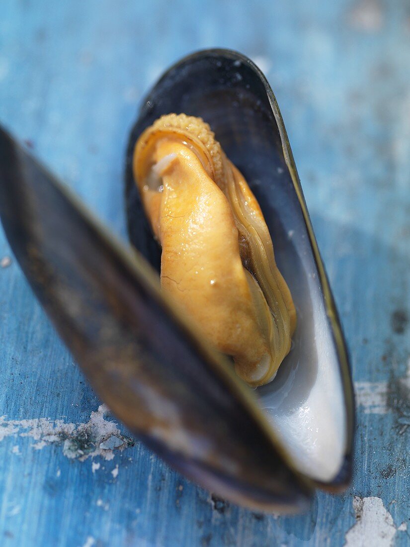 A fresh mussel from Barfleur (Normandy)