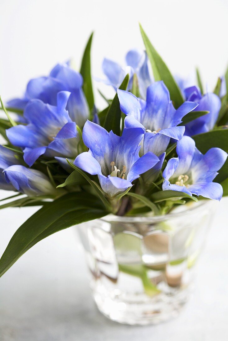 A bouquet of gentiana