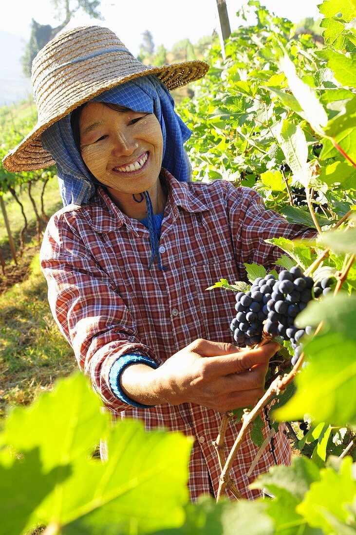 A worker in an oriental vineyard