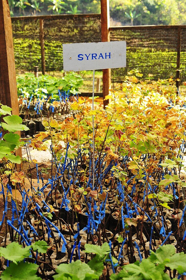 Junge Rebpflanzen der Sorte Syrah (Weingut in Asien)