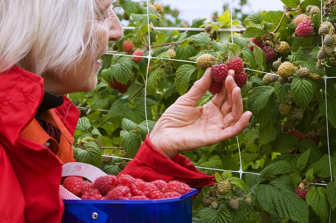 Frau pflückt Himbeeren vom Strauch