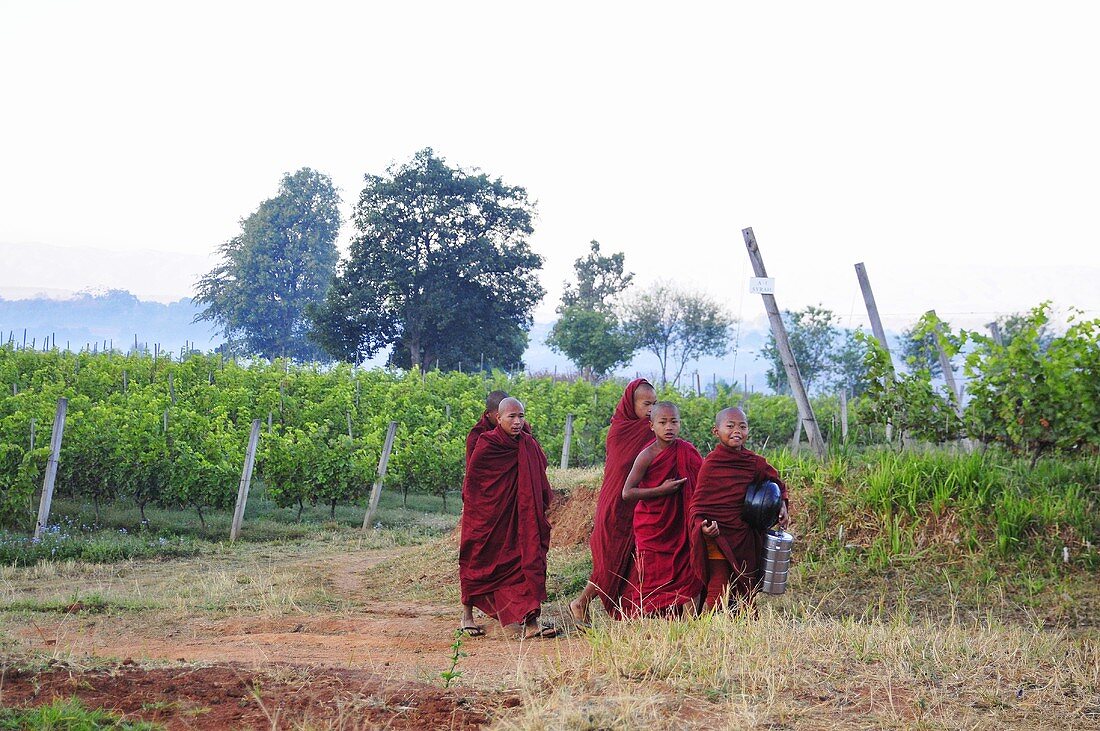 Oriental monks in a vineyard