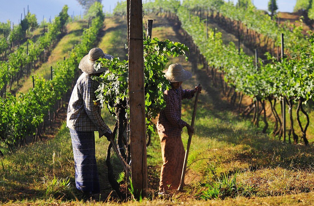 Workers in an oriental vineyard