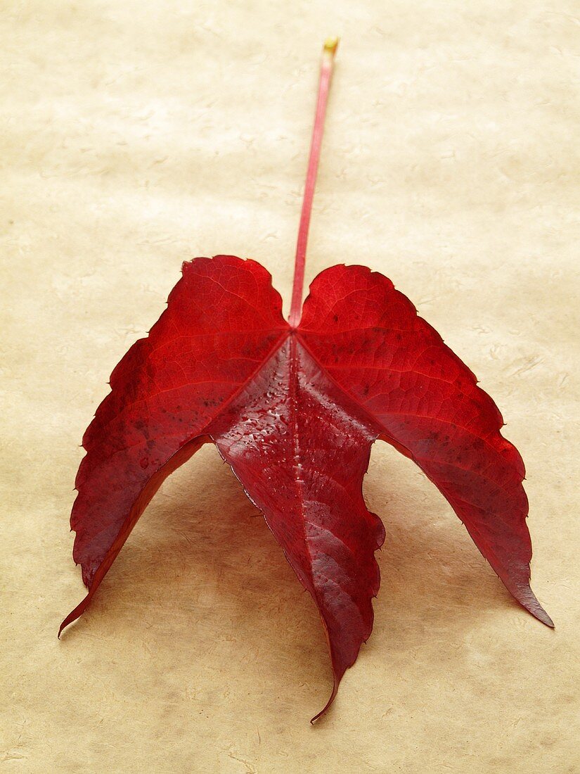 A red vine leaf