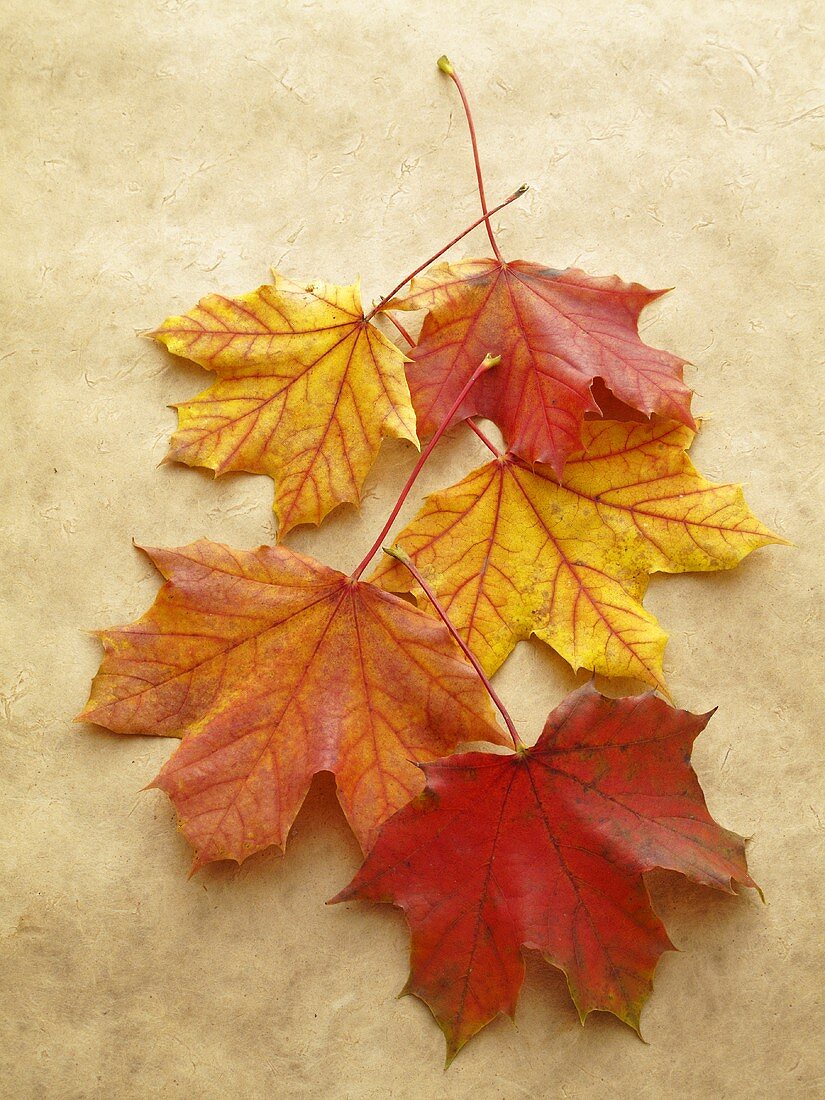 Autumnal oak leaves