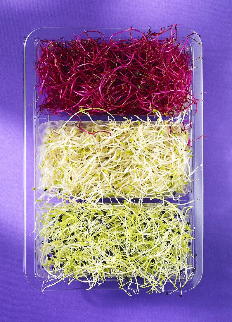 various sprouts in a plastic dish, seen from above