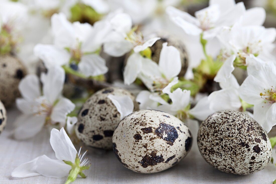 Kirschblüten mit Wachteleiern