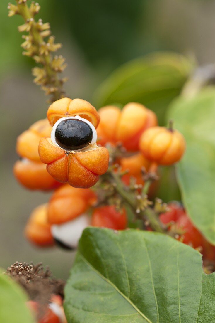 Guarana-Früchte (Paullinia cupana) am Zweig