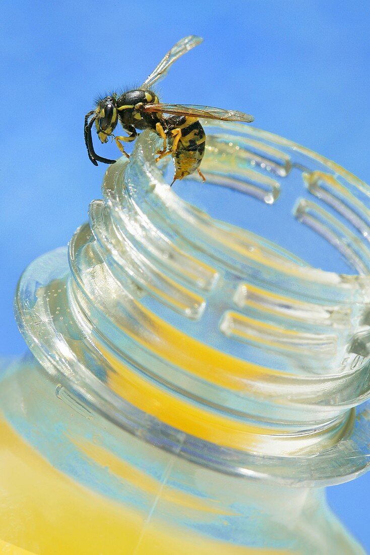 A bee on the edge of a jar of honey