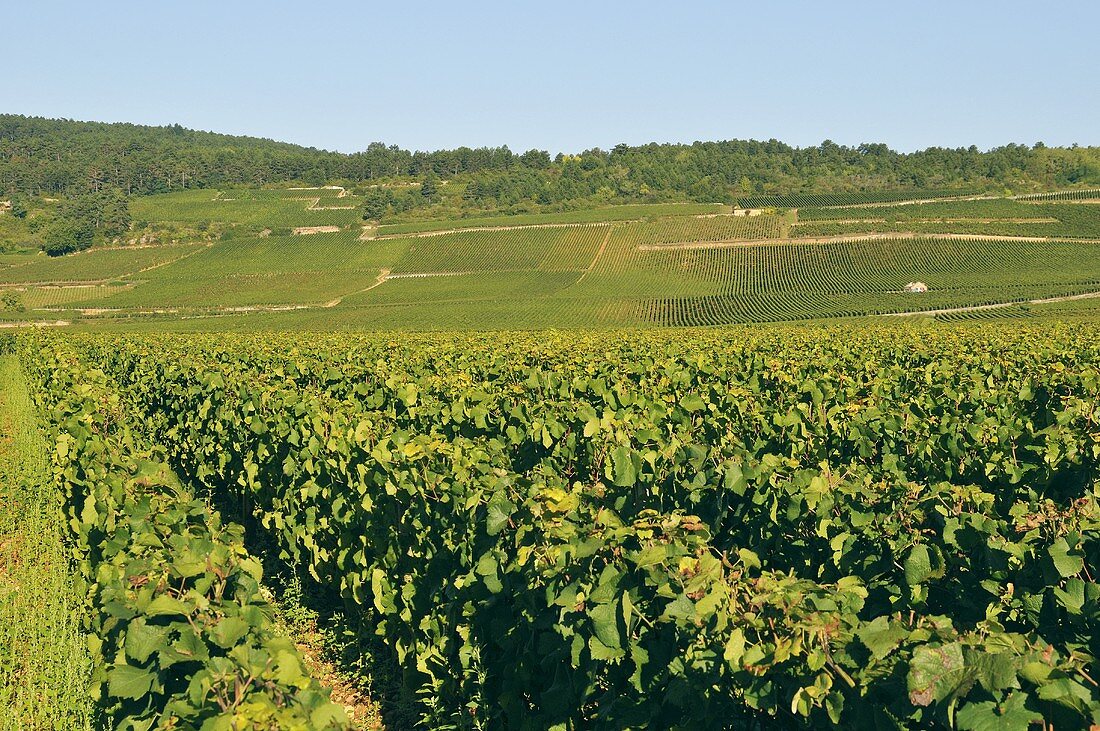 Weinanbau im Weinanbaugebiet Côte de Beaune