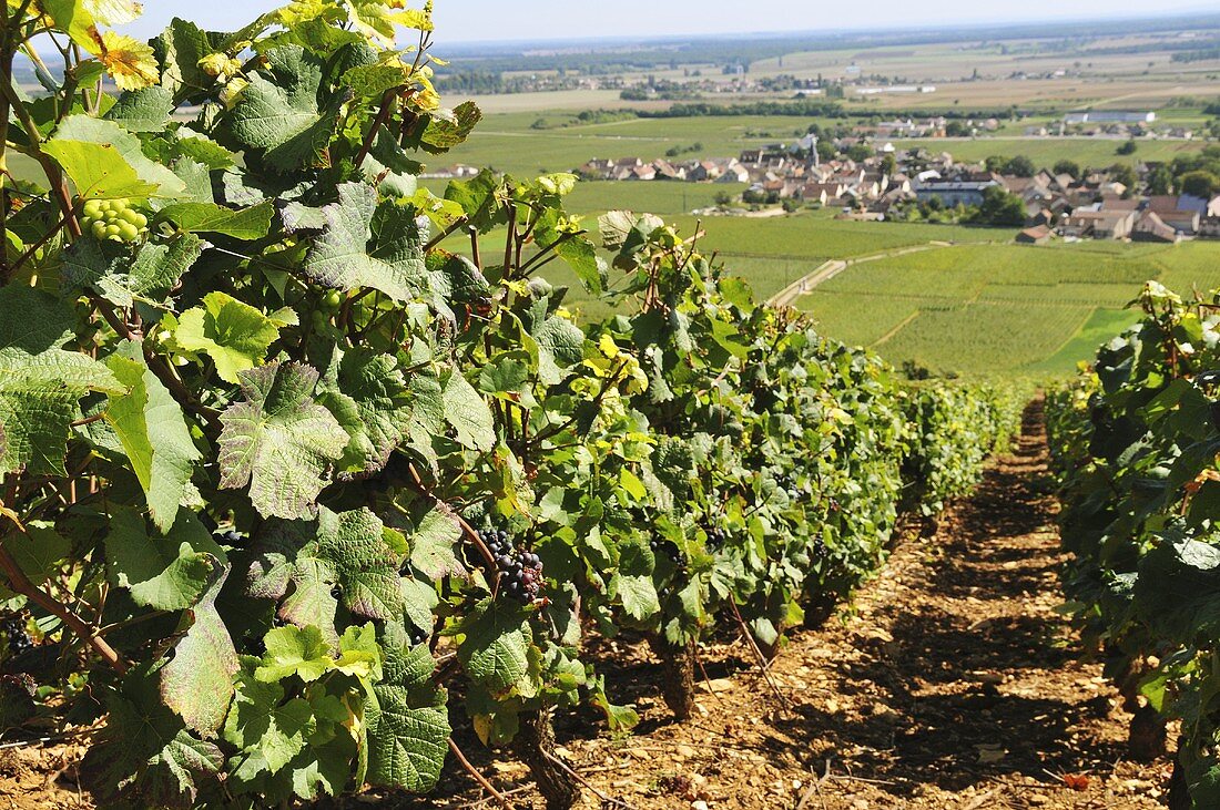 Vineyard Romanee-Contie