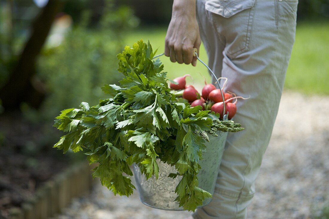 A woman carrying a bucket of freshly harvested vegetables
