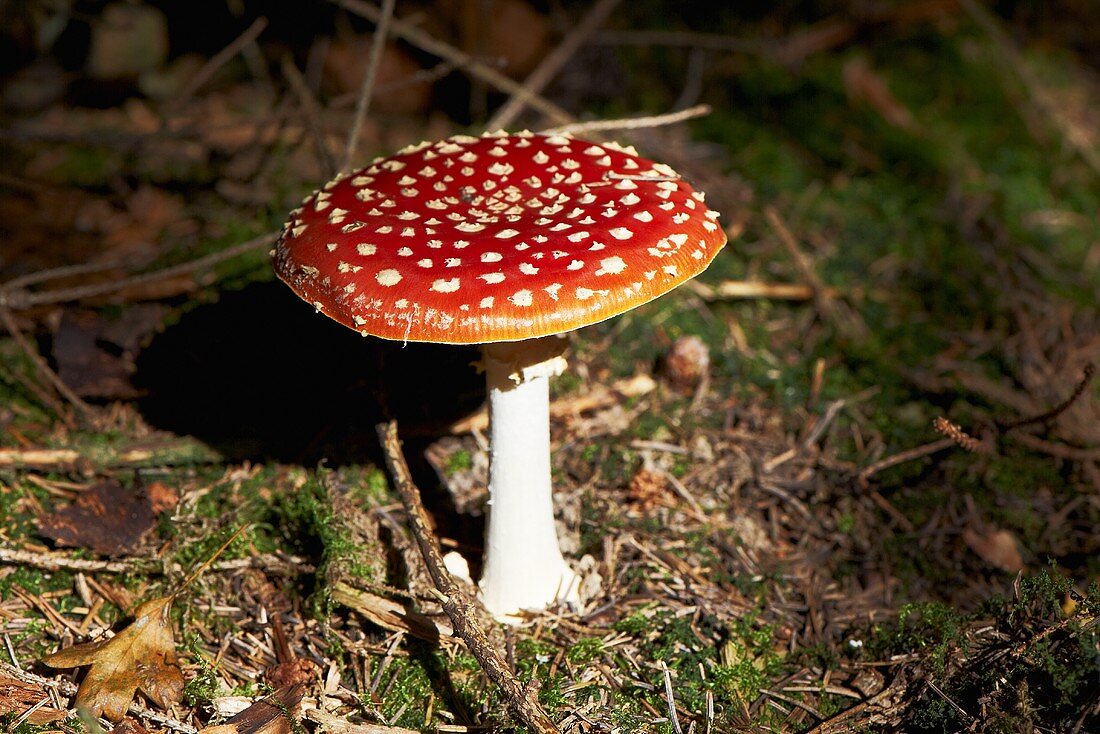 A fly agaric toadstool on the forest floor