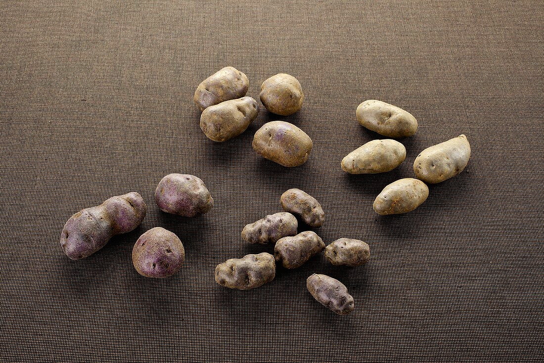 Verschiedene blaue Kartoffelsorten: Violetta, Blue Salad Potatoe, Blaue Elise, Trüffelkartoffel