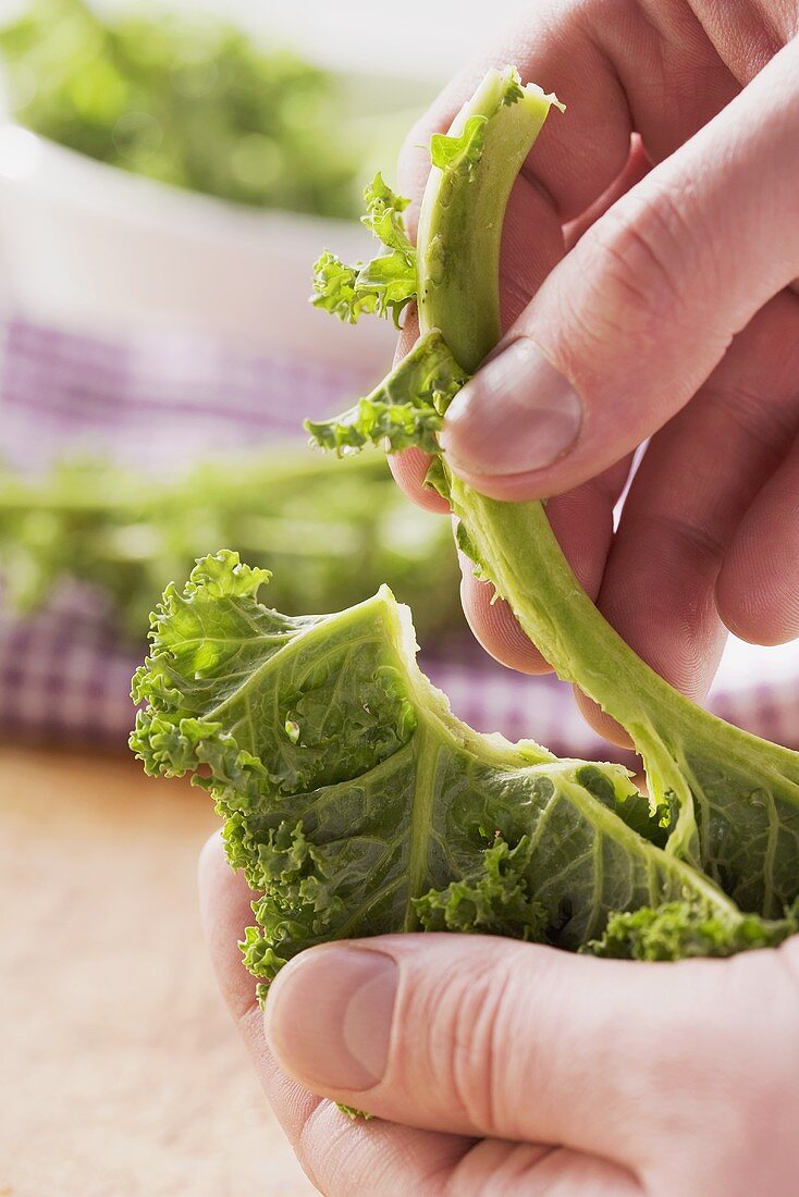 Green cabbage leaves being removed from the stalk