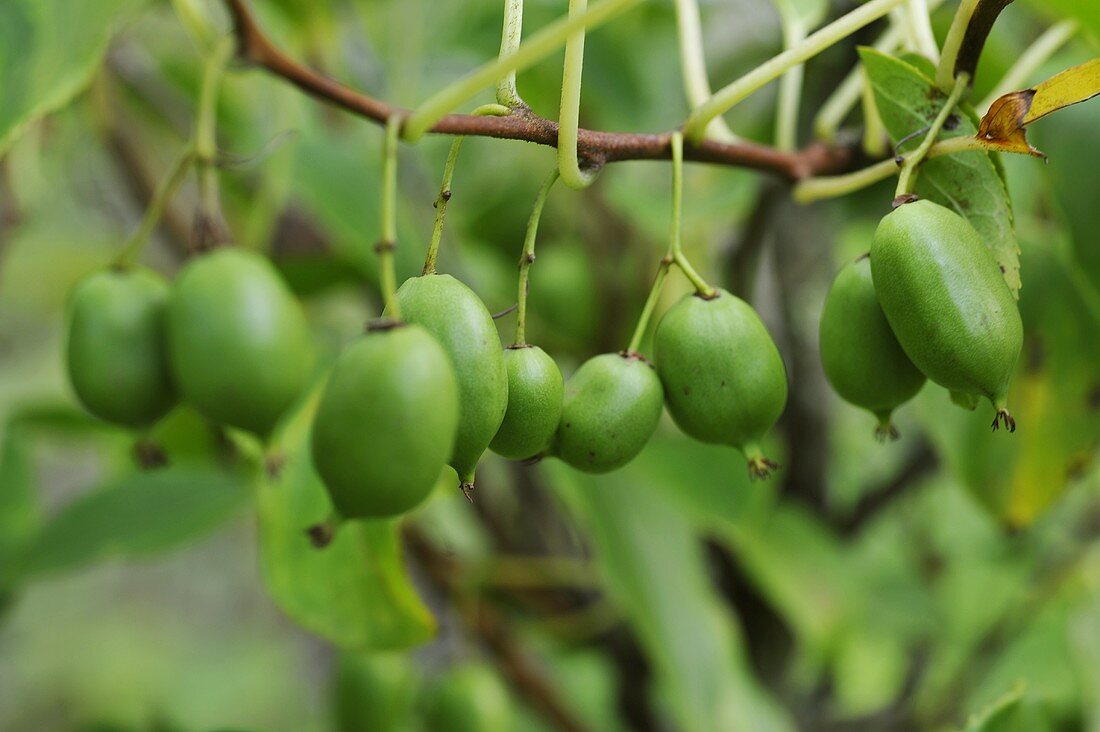 Unripe kiwis on a branch