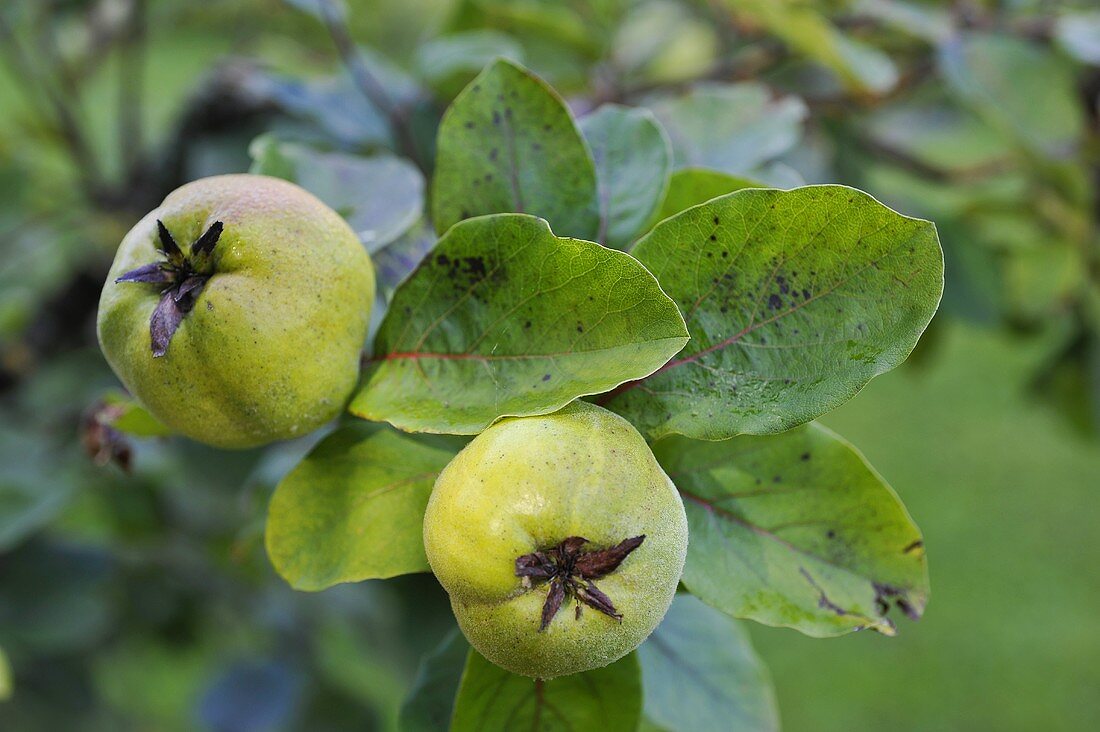 Unripe quinces on a tree