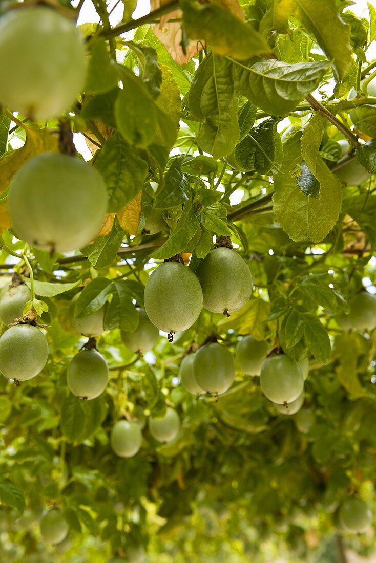 Passionsfrüchte am Baum