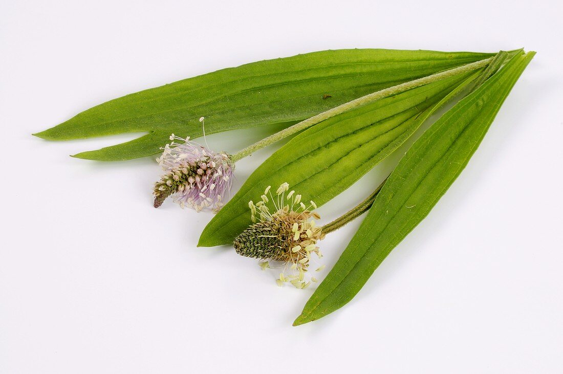 Ribwort plantain, leaves and flowers