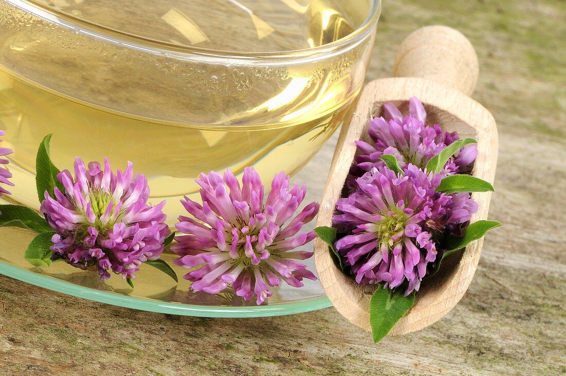 Red clover tea with flowers in a small scoop