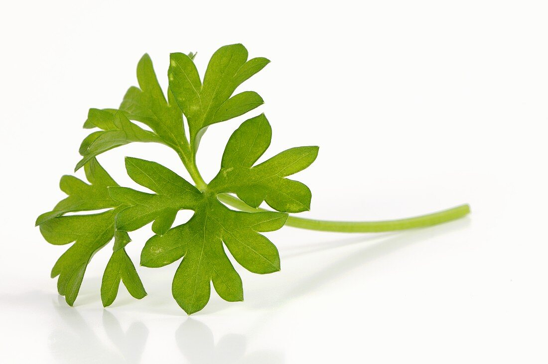 A parsley leaf