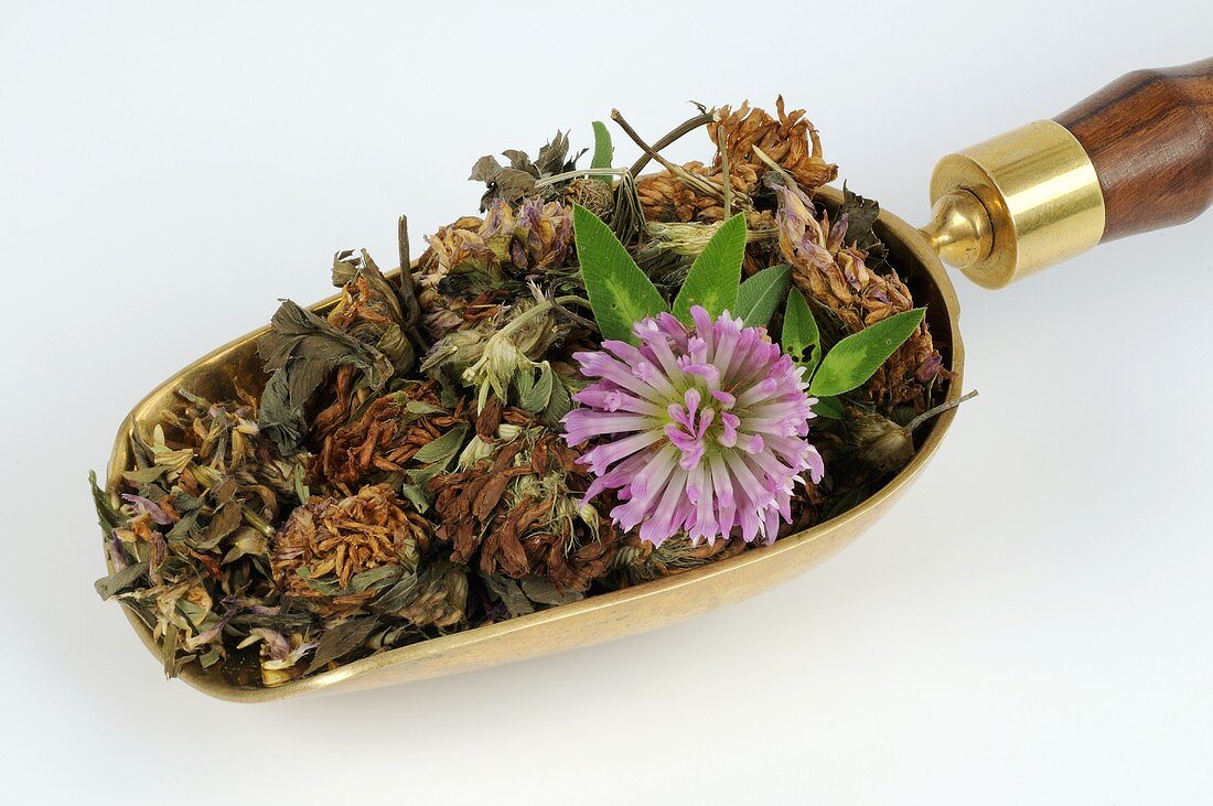 Dried red clover with one fresh flower
