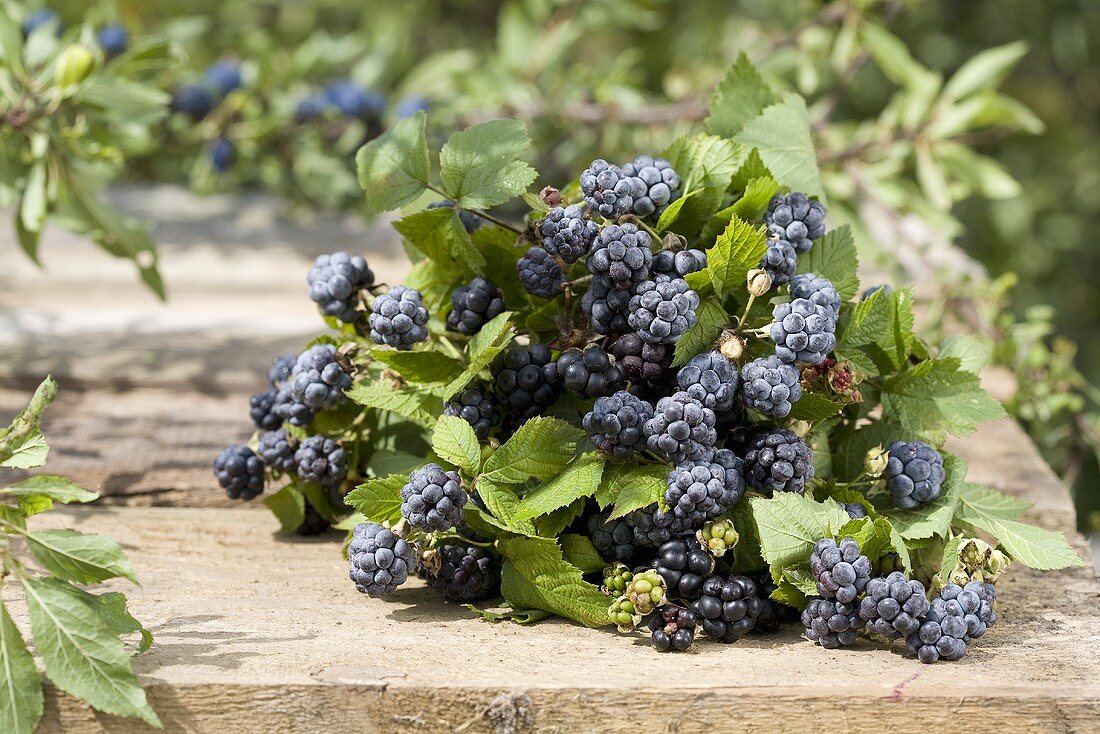 Fresh blackberries on a wooden table