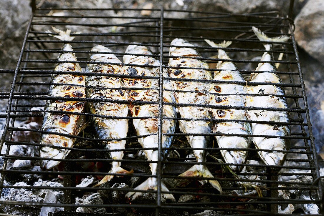 Barbecued mackerel on campfire