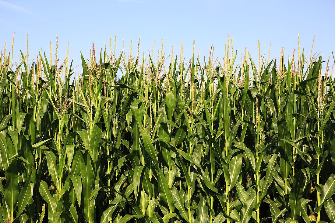 Field of corn (maize), detail