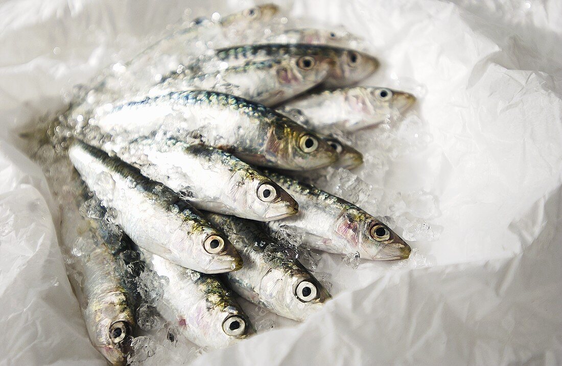 Sardines with crushed ice on paper