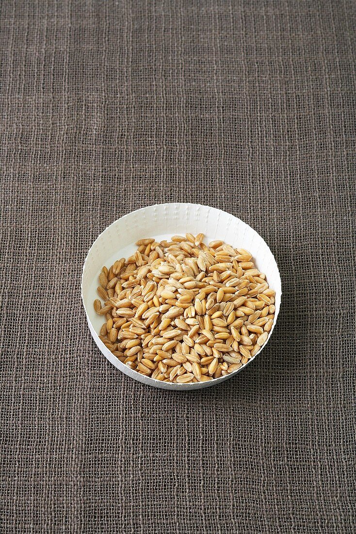 Spelt grains in a paper dish