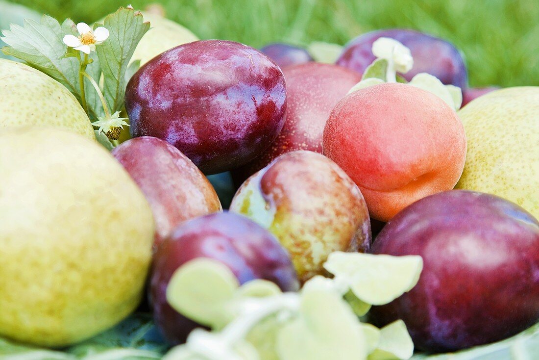 Obstteller mit Pflaumen, Aprikosen und Birnen
