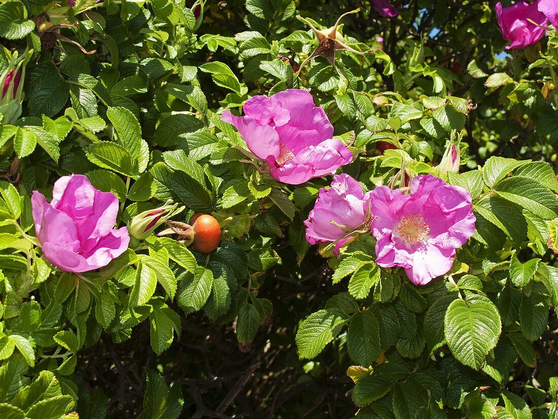 Rose hips on the bush