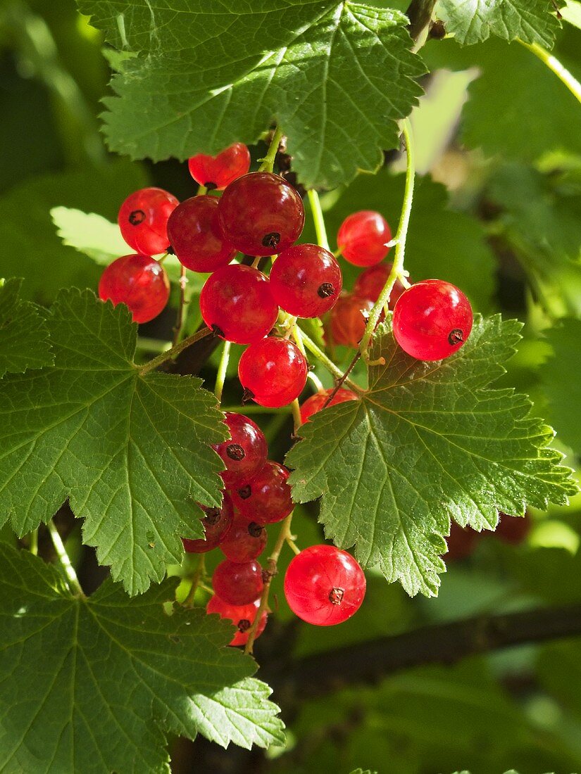 Rote Johannisbeeren am Strauch