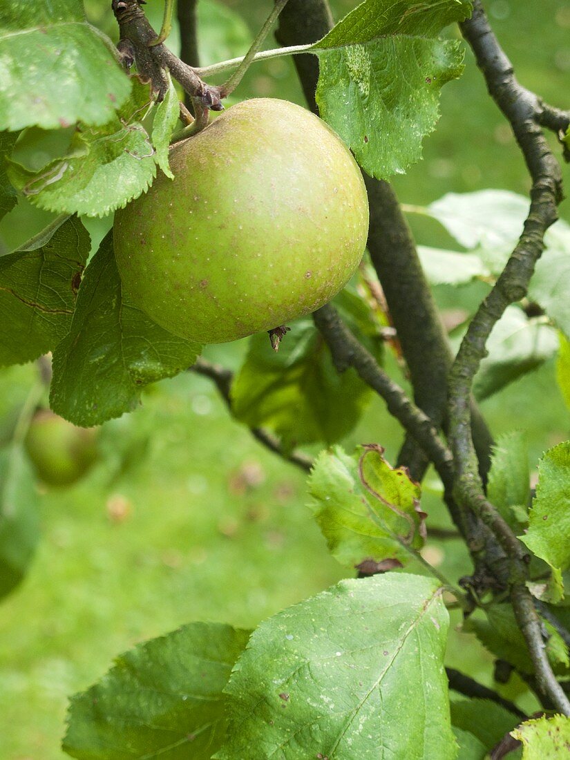 Apple (variety: Boskop) on the tree