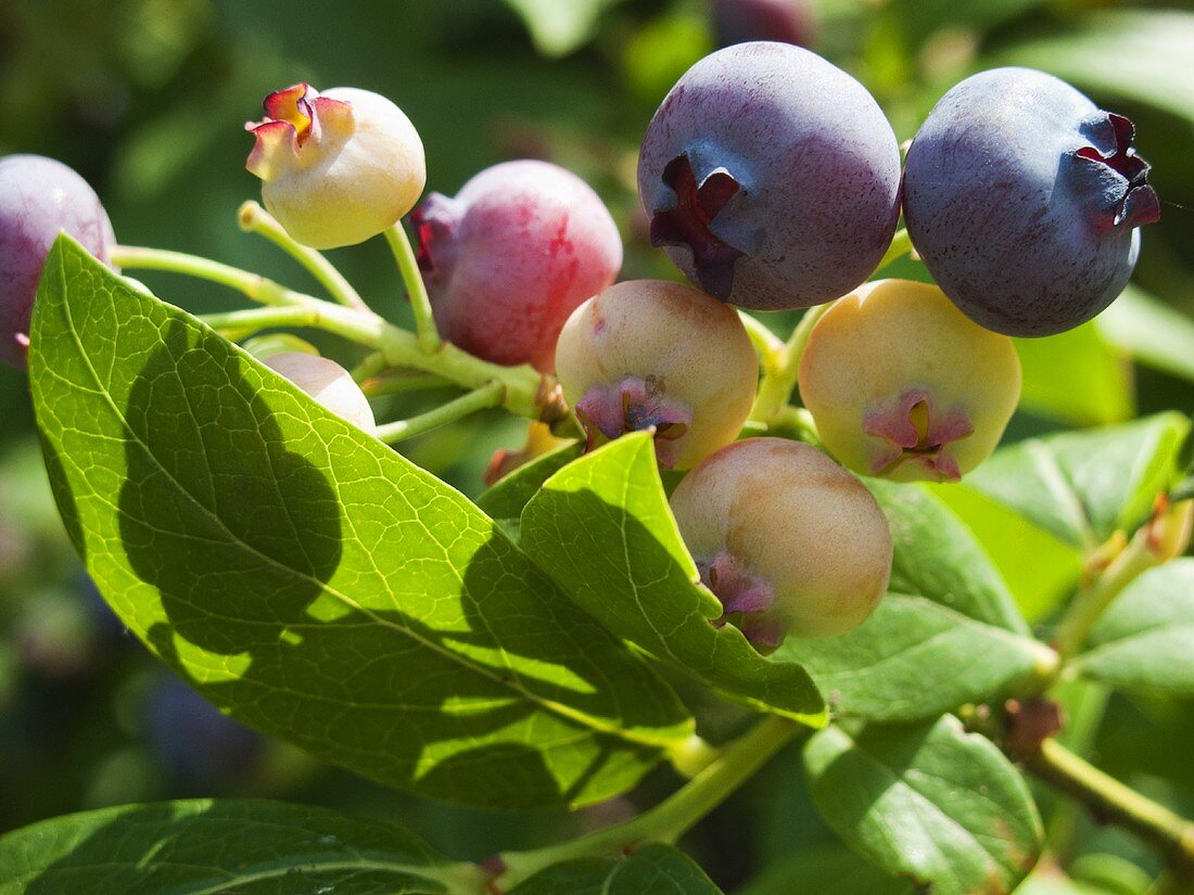 Blueberries (ripe and unripe) on the bush