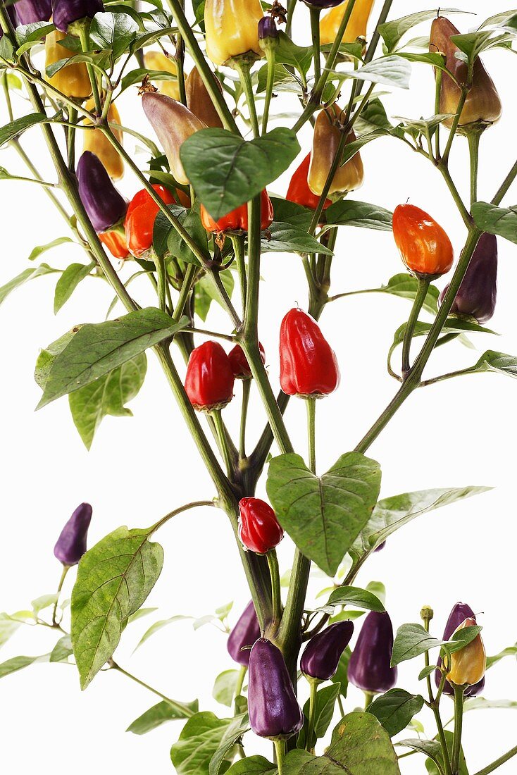 Chillies on the plant