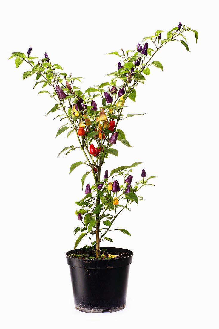 Chilli plant in flowerpot