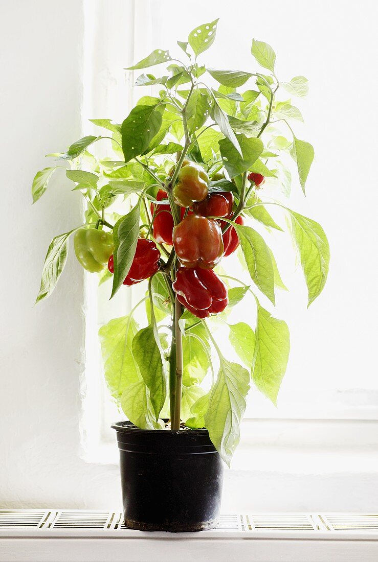 Pepper plant in pot by window